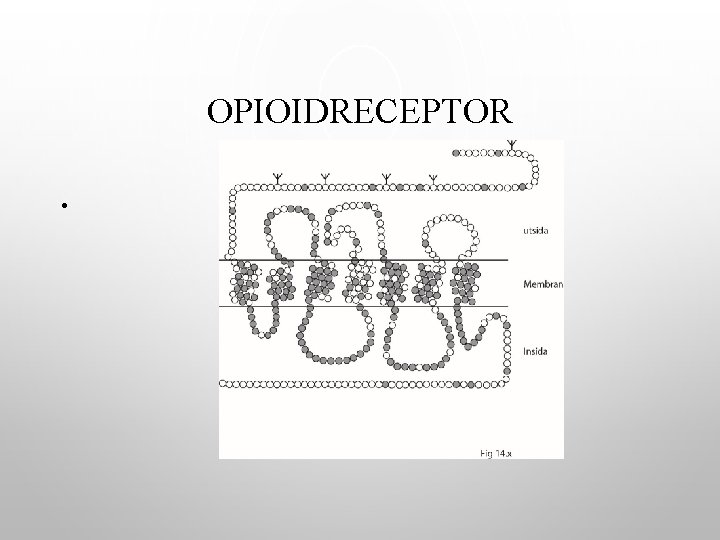 OPIOIDRECEPTOR • 