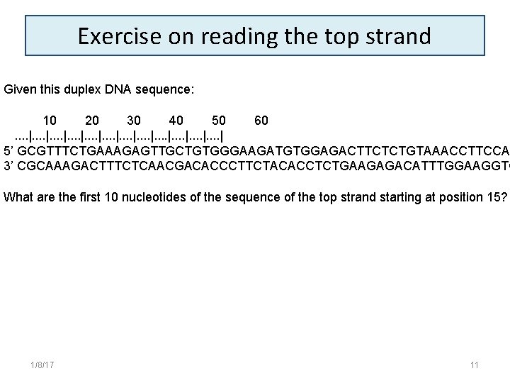 Exercise on reading the top strand Given this duplex DNA sequence: 10 20 30