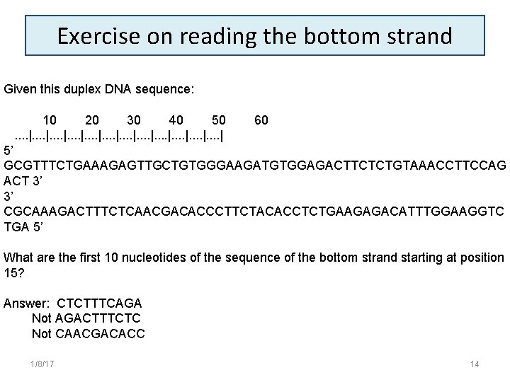 Exercise on reading the bottom strand Given this duplex DNA sequence: 10 20 30