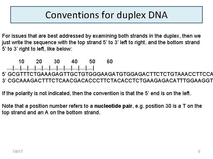 Conventions for duplex DNA For issues that are best addressed by examining both strands