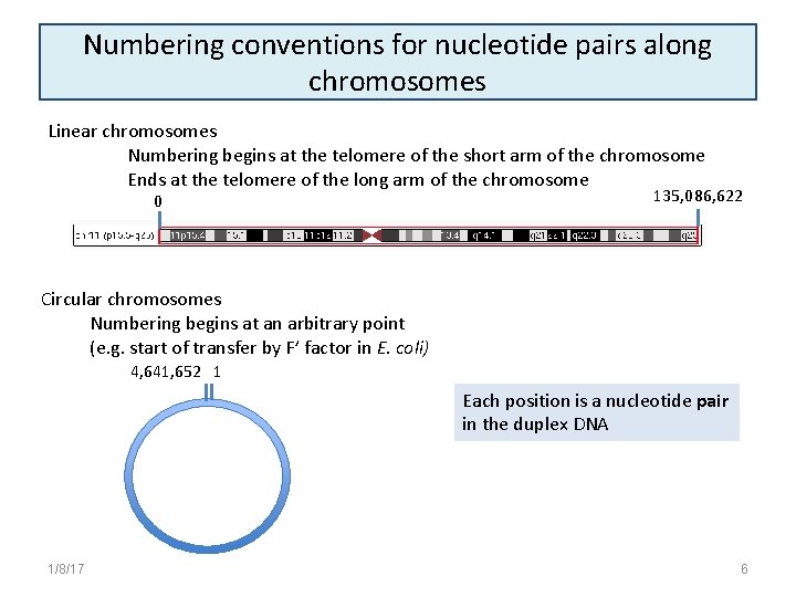 Numbering conventions for nucleotide pairs along chromosomes Linear chromosomes Numbering begins at the telomere