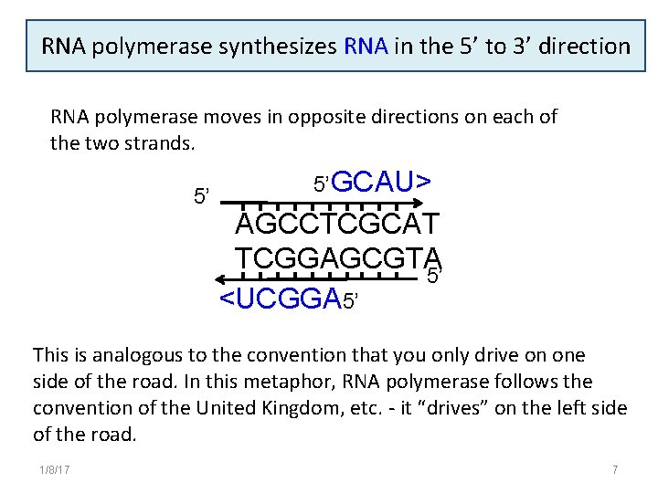 RNA polymerase synthesizes RNA in the 5’ to 3’ direction RNA polymerase moves in