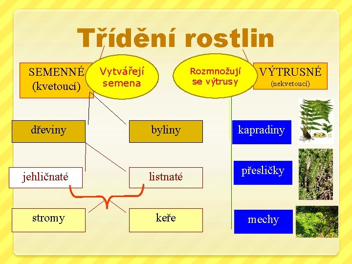 Třídění rostlin SEMENNÉ (kvetoucí) dřeviny Vytvářejí semena Rozmnožují se výtrusy byliny jehličnaté listnaté stromy