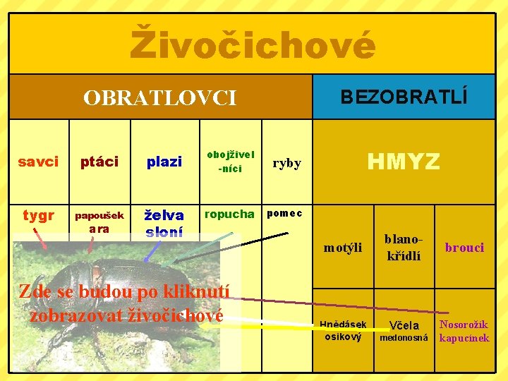 Živočichové OBRATLOVCI BEZOBRATLÍ savci ptáci plazi obojživel -níci ryby tygr papoušek želva sloní ropucha