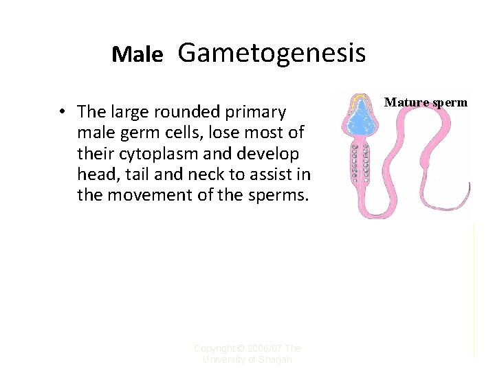 Male Gametogenesis • The large rounded primary male germ cells, lose most of their