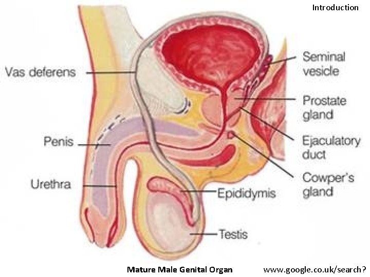 Introduction Mature Male Genital Organ www. google. co. uk/search? 