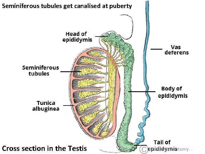 Seminiferous tubules get canalised at puberty Cross section in the Testis 