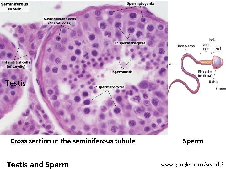 Testis Cross section in the seminiferous tubule Testis and Sperm www. google. co. uk/search?