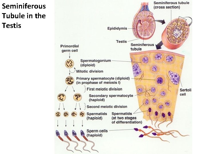 Seminiferous Tubule in the Testis 
