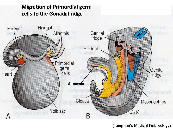 Migration of Primordial germ cells to the Gonadal ridge Allantois (Langman’s Medical Embryology) 