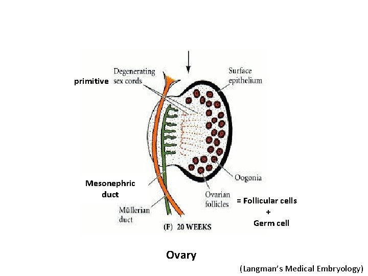 primitive Mesonephric duct = Follicular cells + Germ cell Ovary (Langman’s Medical Embryology) 
