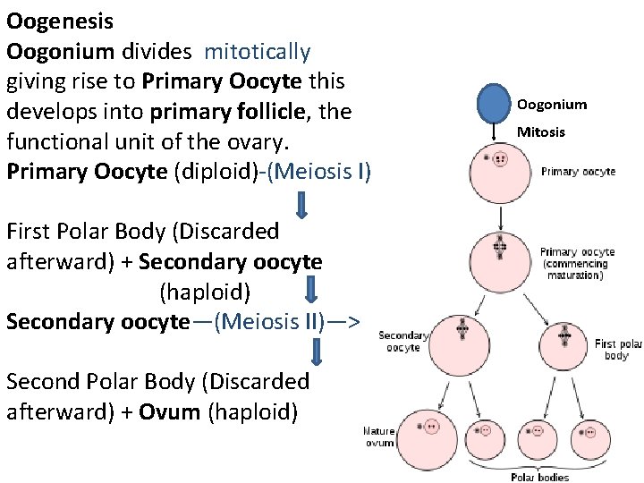 Oogenesis Oogonium divides mitotically giving rise to Primary Oocyte this develops into primary follicle,