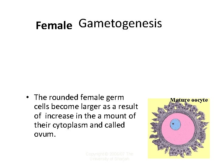 Female Gametogenesis • The large rounded primary male germ cells, lose most of their