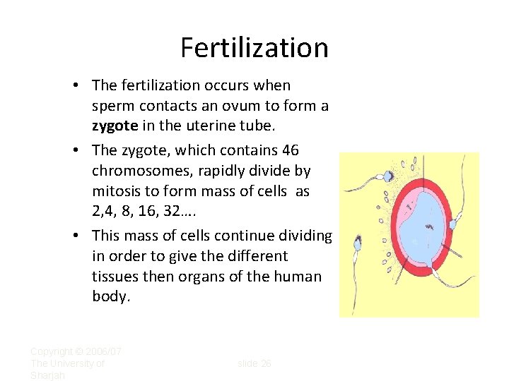 Fertilization • The fertilization occurs when sperm contacts an ovum to form a zygote