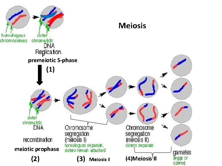 Meiosis p premeiotic S-phase (1) meiotic prophase (2) (3) Meiosis I (4)Meiosis II 