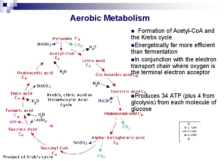 Aerobic Metabolism Formation of Acetyl-Co. A and the Krebs cycle n. Energetically far more