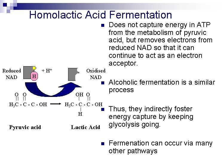 Homolactic Acid Fermentation n Reduced NAD H + H+ O O H 3 C