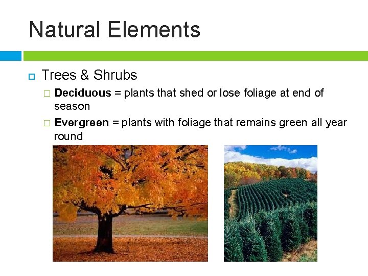 Natural Elements Trees & Shrubs Deciduous = plants that shed or lose foliage at