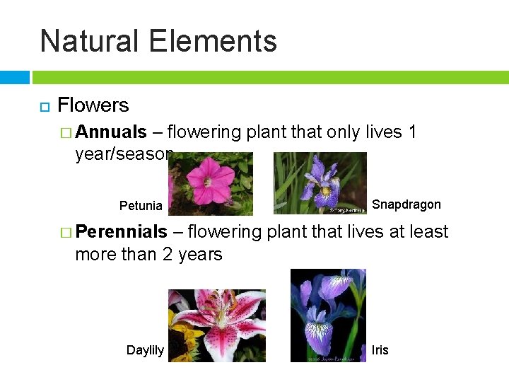 Natural Elements Flowers � Annuals – flowering plant that only lives 1 year/season Petunia