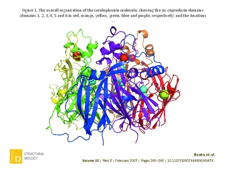 Figure 1. The overall organization of the ceruloplasmin molecule, showing the six cupredoxin domains