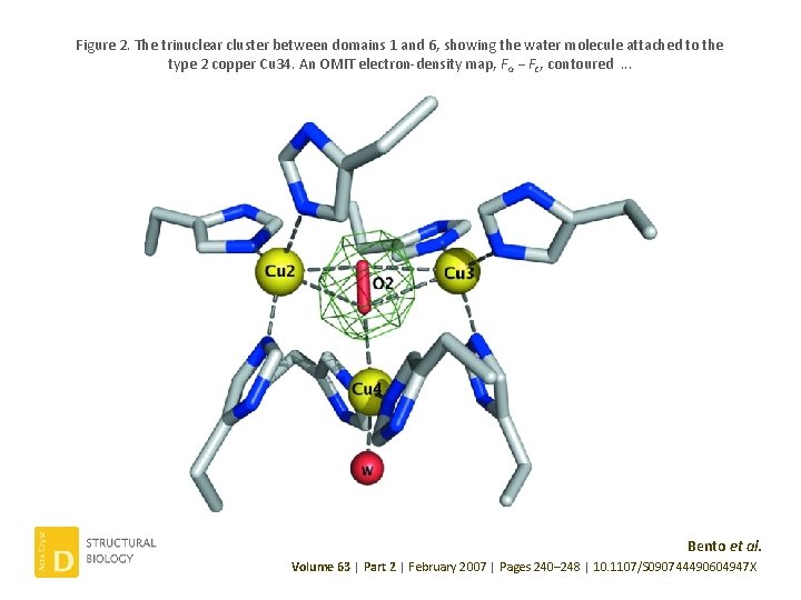 Figure 2. The trinuclear cluster between domains 1 and 6, showing the water molecule