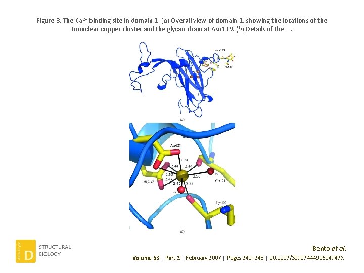 Figure 3. The Ca 2+-binding site in domain 1. (a) Overall view of domain