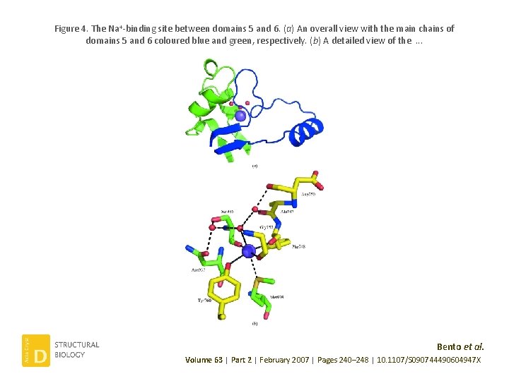 Figure 4. The Na+-binding site between domains 5 and 6. (a) An overall view