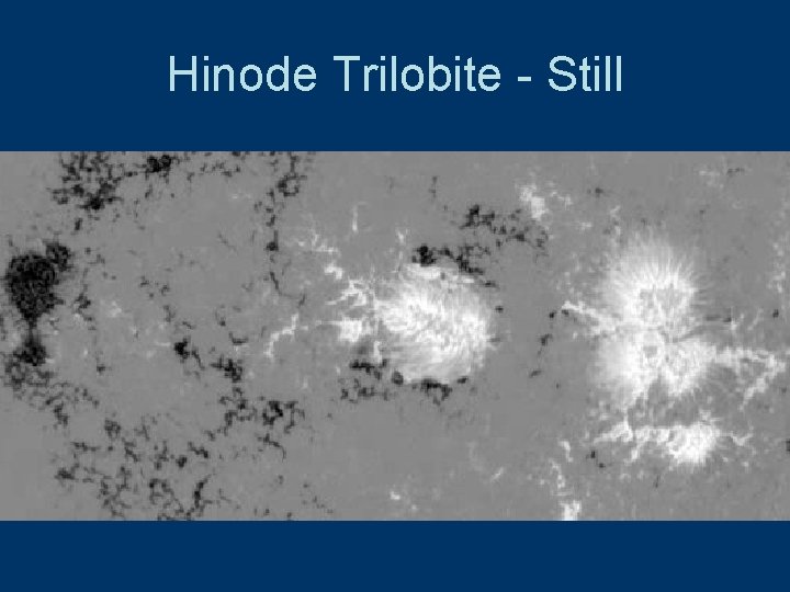 Hinode Trilobite - Still 