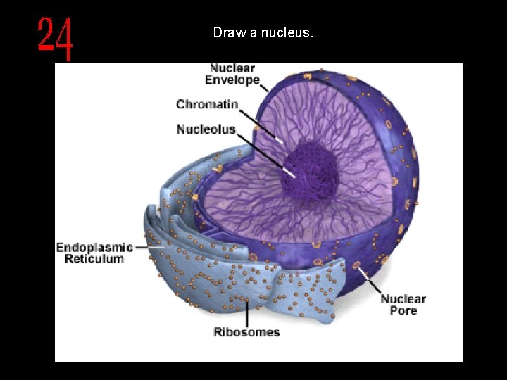 Draw a nucleus. 