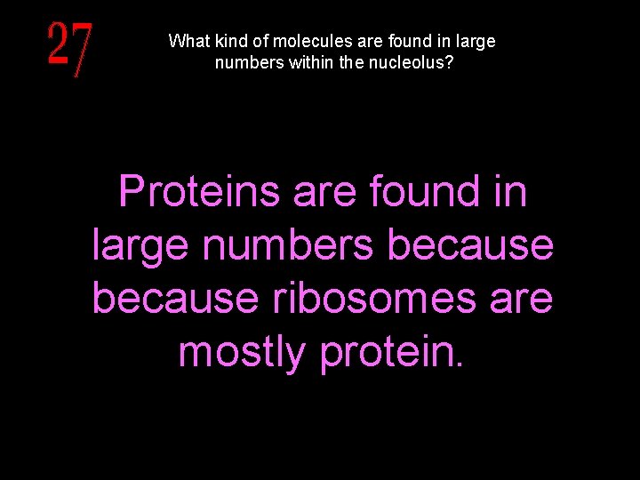 What kind of molecules are found in large numbers within the nucleolus? Proteins are