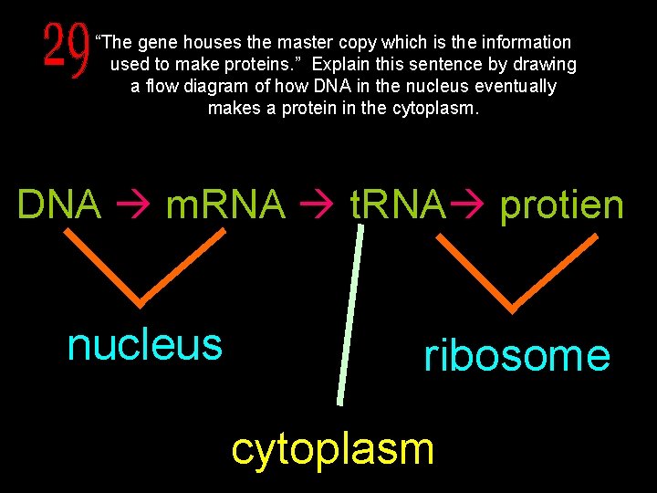 “The gene houses the master copy which is the information used to make proteins.