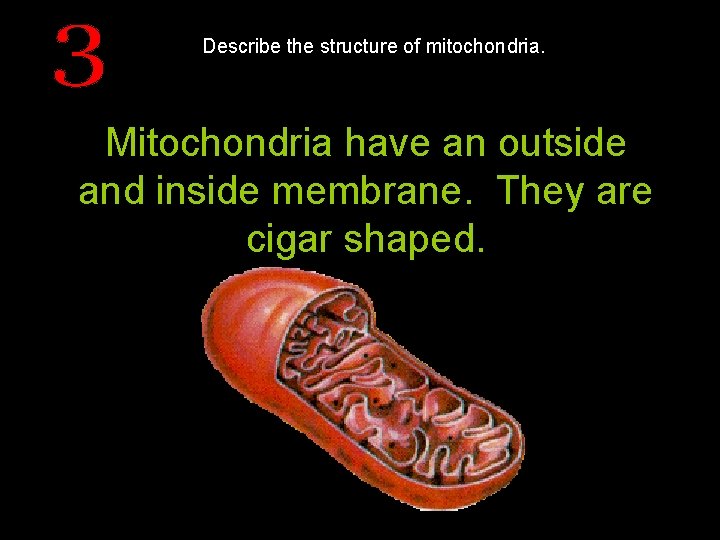 Describe the structure of mitochondria. Mitochondria have an outside and inside membrane. They are