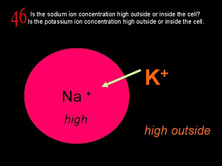 Is the sodium ion concentration high outside or inside the cell? Is the potassium