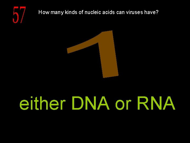 How many kinds of nucleic acids can viruses have? either DNA or RNA 