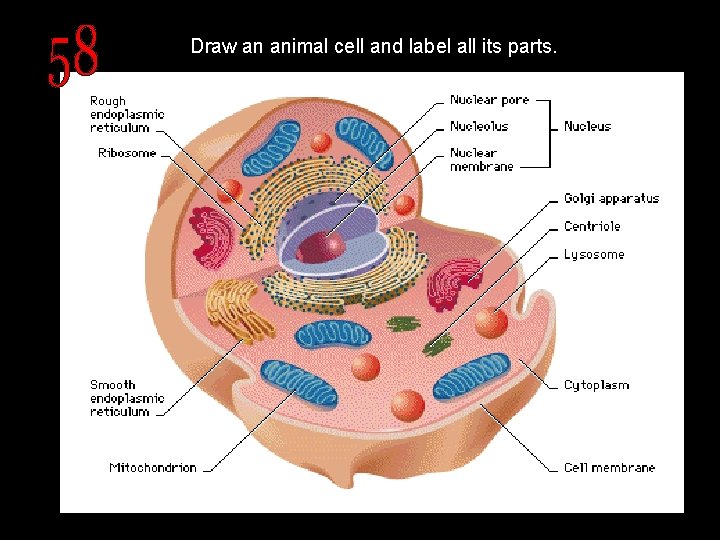 Draw an animal cell and label all its parts. 