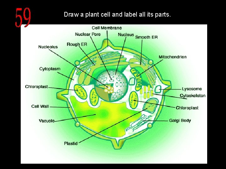 Draw a plant cell and label all its parts. 