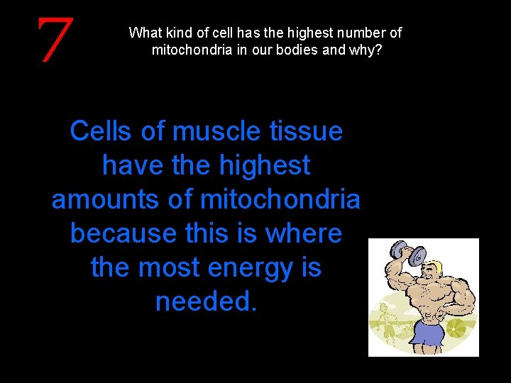 What kind of cell has the highest number of mitochondria in our bodies and