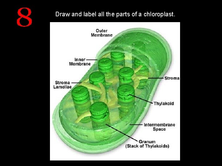 Draw and label all the parts of a chloroplast. 
