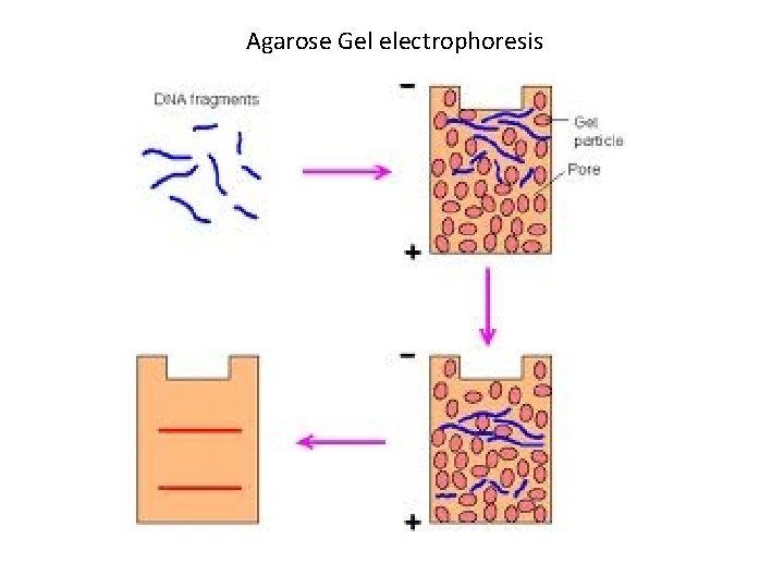 Agarose Gel electrophoresis 