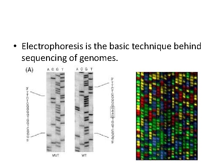  • Electrophoresis is the basic technique behind sequencing of genomes. 