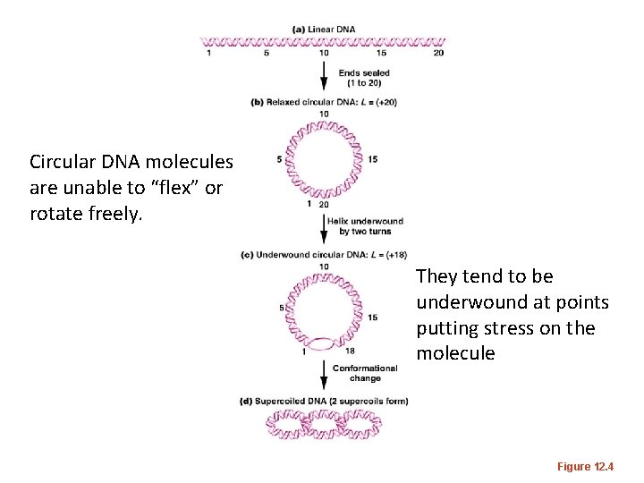 Circular DNA molecules are unable to “flex” or rotate freely. They tend to be