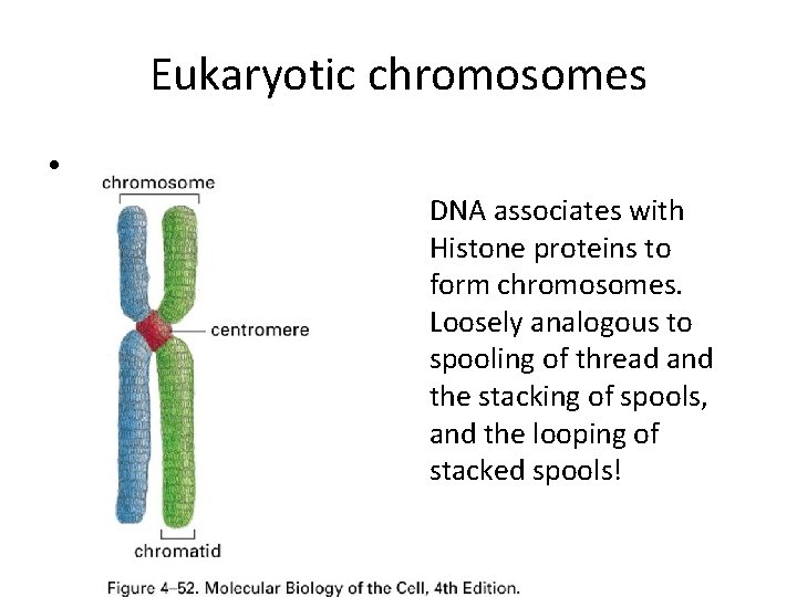 Eukaryotic chromosomes • DNA associates with Histone proteins to form chromosomes. Loosely analogous to