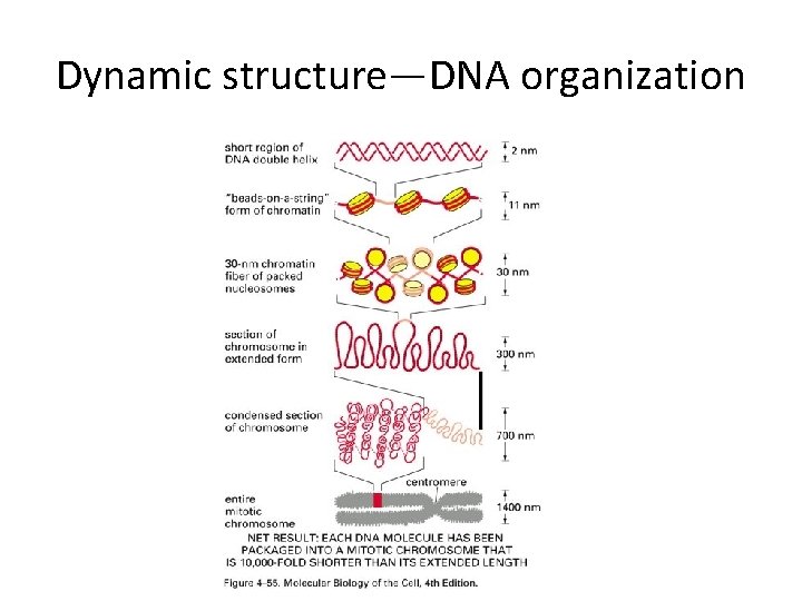 Dynamic structure—DNA organization 