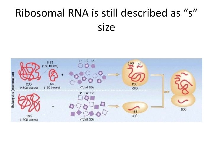 Ribosomal RNA is still described as “s” size 