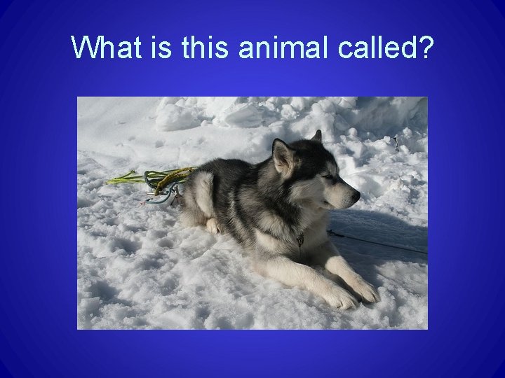What is this animal called? What is this animal called?