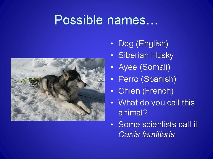 Possible names… • • • Dog (English) Siberian Husky Ayee (Somali) Perro (Spanish) Chien Possible names… • • • Dog (English) Siberian Husky Ayee (Somali) Perro (Spanish) Chien
