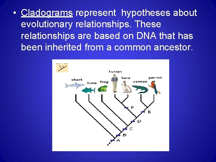 • Cladograms represent hypotheses about evolutionary relationships. These relationships are based on DNA • Cladograms represent hypotheses about evolutionary relationships. These relationships are based on DNA