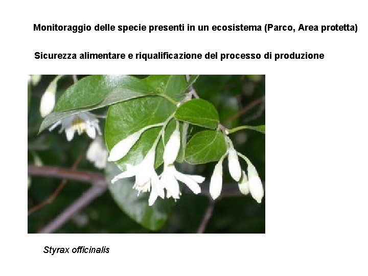 Monitoraggio delle specie presenti in un ecosistema (Parco, Area protetta) Sicurezza alimentare e riqualificazione