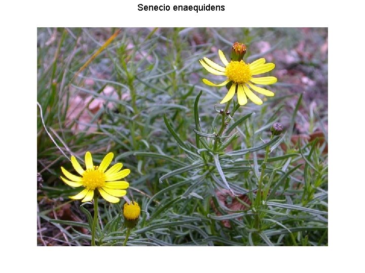 Senecio enaequidens 