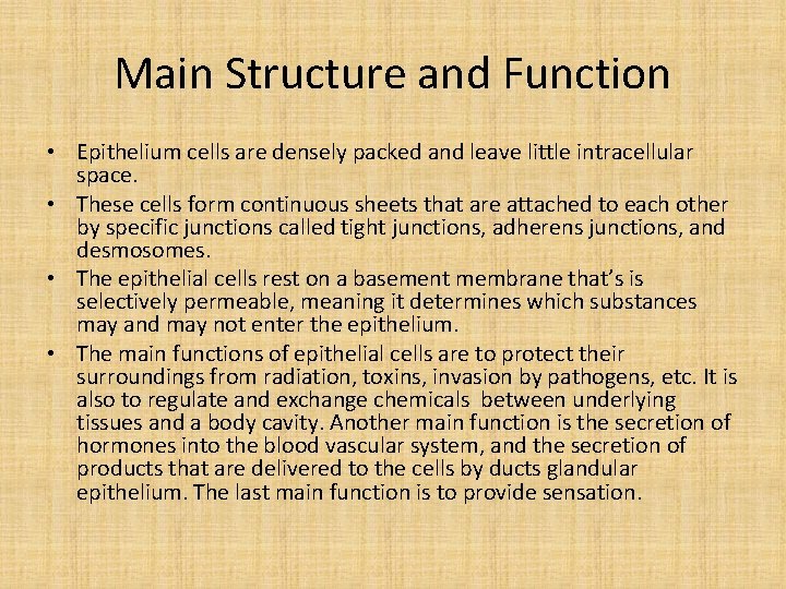 Main Structure and Function • Epithelium cells are densely packed and leave little intracellular